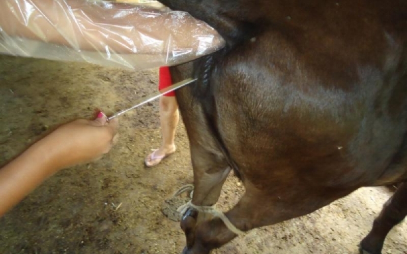 Prefeitura auxilia em Programa de Inseminação Artificial
