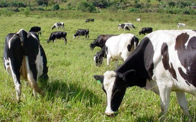 Fetexas terá Encontro de Produtores de Leite 
