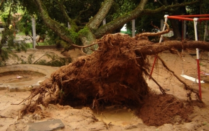 Arvore tomba na  Praça São Benedito