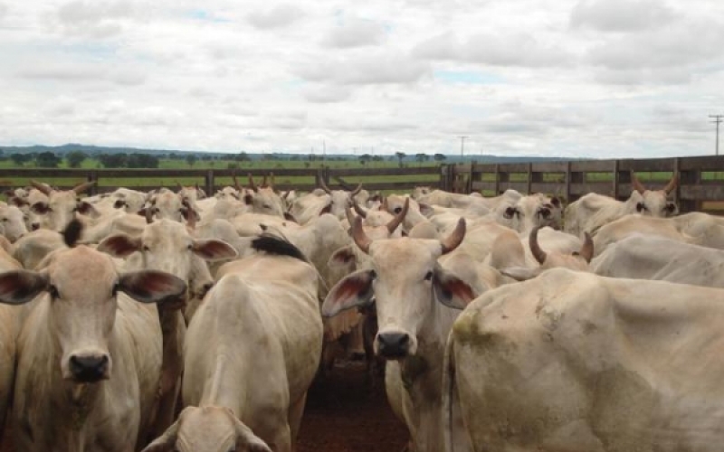 Prefeitura continua auxiliando com Programa de Inseminação Artificial