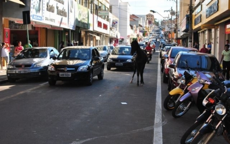 Participação da população é importante para apreensão de animais soltos