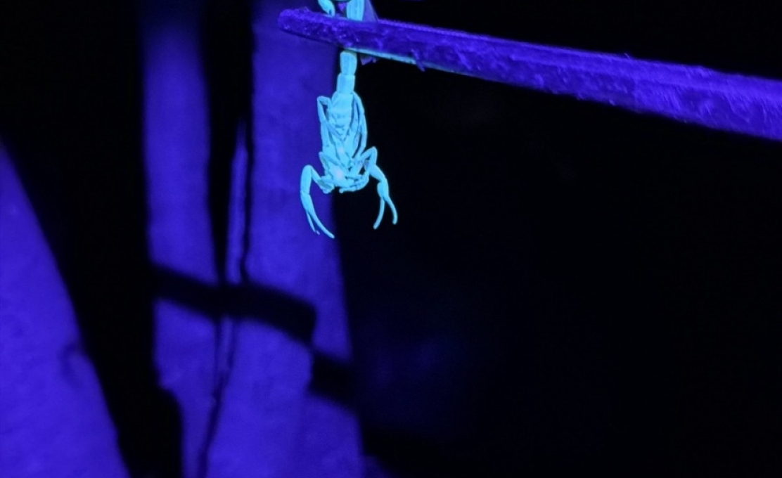 Prefeitura de Jacarezinho lança megaoperação contra escorpiões