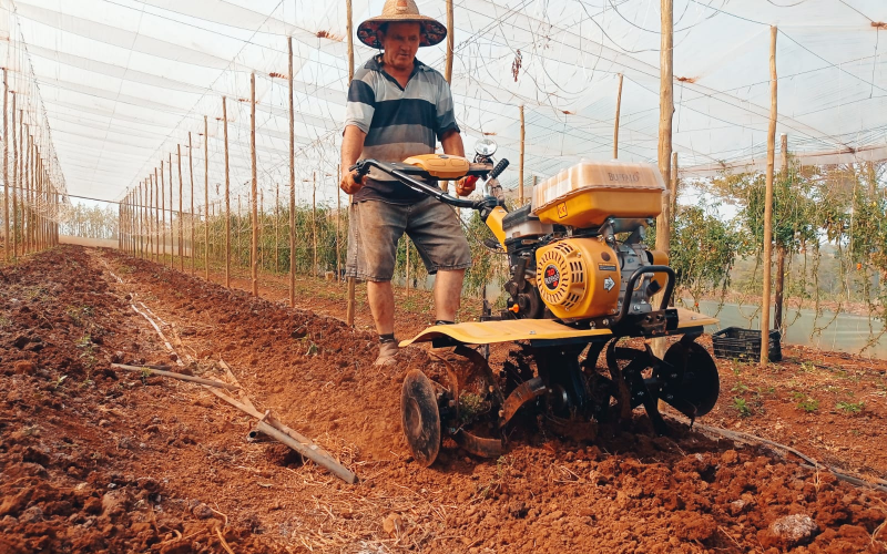 Cultivo de orgânicos muda realidade de produtores rurais